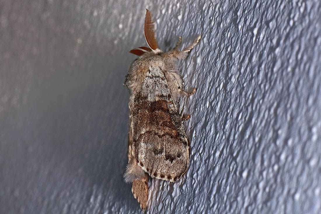 Noctuidae? No, Erebidae Lymantriinae: Calliteara pudibunda